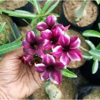 Pink Adenium Plant 1a-adenium plant-7439639-40009.webp